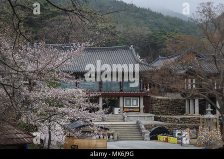 Vista panoramica della Hall Bongseoru accoccolato contro uno sfondo di montagne, con una fioritura di ciliegio in primo piano, presso il Tempio Donghwasa in Corea del Sud Foto Stock