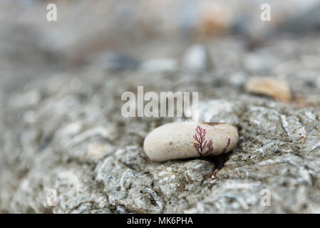 Le alghe su un ciottolo Foto Stock