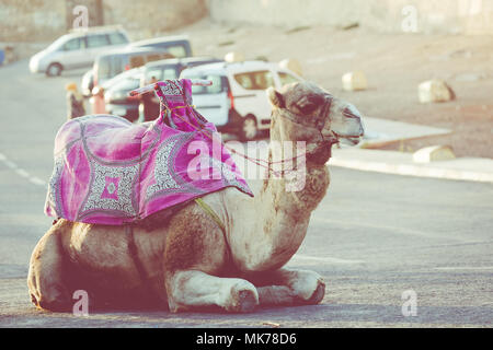 Dromedario per turisti in Agadir, Marocco. Foto Stock