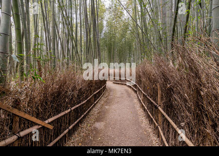 Un tranquillo percorso interno al boschetto di bambù di Arashiyama, Kyoto, Giappone Foto Stock