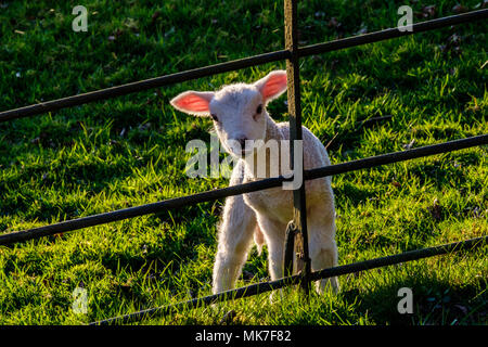 Giovane agnello in sera sunshine, Lake District, Cumbria Foto Stock