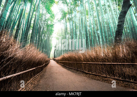 Un inizio di mattina passeggiata attraverso l'iconica Bambù boschetto situato in Arashiyama, Giappone. Foto Stock