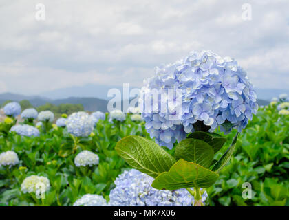 Bel fiore, i fiori delle ortensie, Hydrangea macrophylla in fiore nel giardino Foto Stock