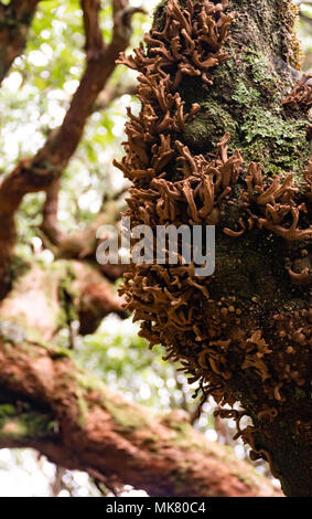 Laurobasidium lauri nella Foresta Laurissilva, isola di Madeira. Foto Stock