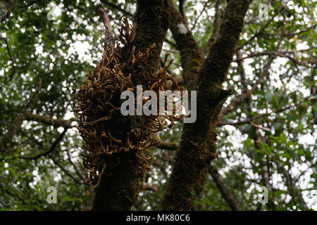 Laurobasidium lauri nella Foresta Laurissilva, isola di Madeira. Foto Stock