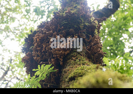 Laurobasidium lauri nella Foresta Laurissilva, isola di Madeira. Foto Stock