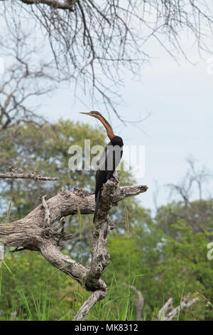 African Darter (Anhinga rufa), appollaiate su un albero morto arto, a fianco di una via navigabile. Okavango Delta. Il Botswana. L'Africa. Foto Stock