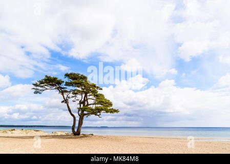 Ahu, Svezia. Un solitario pino permanente sulla spiaggia di sabbia in una giornata di sole in primavera. Rainclouds nella distanza. Foto Stock