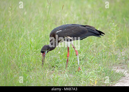La Abdim Stork (Ciconia abdimii). Uso di lunghi bill per foraggio fra prati dopo le recenti piogge. Il Botswana Foto Stock