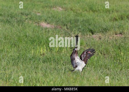 La Abdim Stork (Ciconia abdimii). Scendere nella prateria. Stagione bagnata. L'Okavango Deta. Il Botswana. L'Africa. Foto Stock