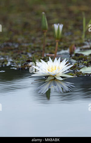 Ninfea (Nymphaea nouchali caerulea). Bud, boccioli e fiori aperti e riflessioni sulla superficie dell'acqua. Piscina con acqua dolce. Okavango Delta. Il Botswana, Africa Foto Stock