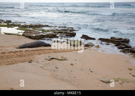 Incontri con Hawaiian foche monache, Monachus schauinslandi, (endemiche e in via di estinzione) sono pochi e distanti tra loro. Qui una foca monaca condivide un patch di san Foto Stock