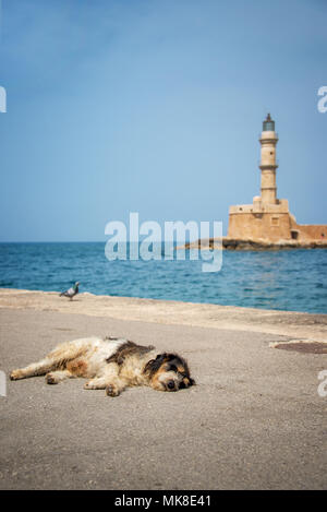 Cane addormentato al sole nel porto di Chania, il faro in background, Creta, Grecia Foto Stock