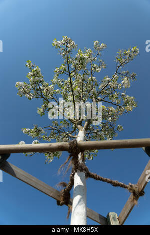 Bianco alberi fioriti dipinti con vernice di calce con cielo blu Foto Stock