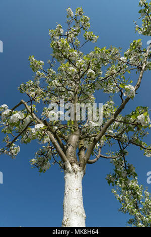 Bianco alberi fioriti dipinti con vernice di calce con cielo blu Foto Stock