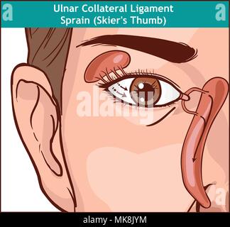 Vector illutration, anatomia dell'apparato lacrimale Illustrazione Vettoriale
