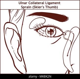 Vector illutration, anatomia dell'apparato lacrimale Illustrazione Vettoriale