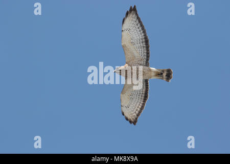 Ampia-winged Hawk Foto Stock