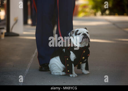 Pfc. Opha maggio, plotone 4044, Papa Company, 4a reclutare battaglione di formazione, attende di essere licenziati durante la sua cerimonia di laurea nov. 17, 2017. Mascotte sono assegnati a un plotone e completare una variante di reclutare il programma di formazione partecipando in chiave formazione eventi fianco a fianco con i loro compagni di reclute. (Foto di Yamil Cassreal) Foto Stock