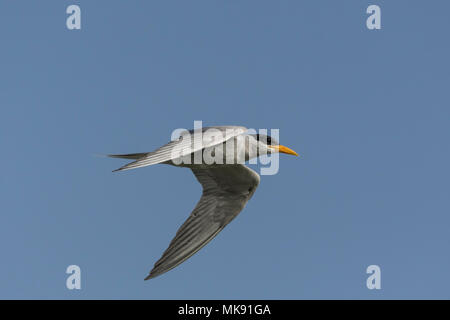 Fiume Tern (sterna Aurantia) battenti. Foto Stock