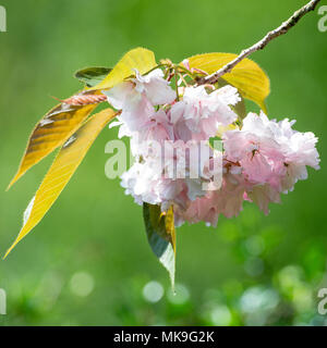 Primo piano della doppia fioritura di fiori di ciliegio fiorisce Rosa la perfezione in un giardino in Alsager Cheshire England Regno Unito Regno Unito Foto Stock