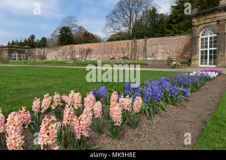 Hyacinti assortiti nei giardini murati di Ripley Castle, North Yorkshire, Regno Unito. Foto Stock