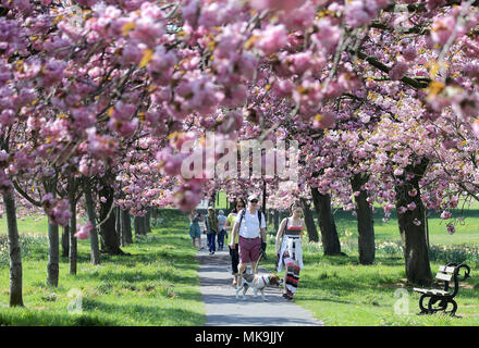 Persone godetevi il sole sulla Stray in Harrogate, come il lunedì festivo è prevista per essere il più caldo da quando sono iniziate le registrazioni. Foto Stock