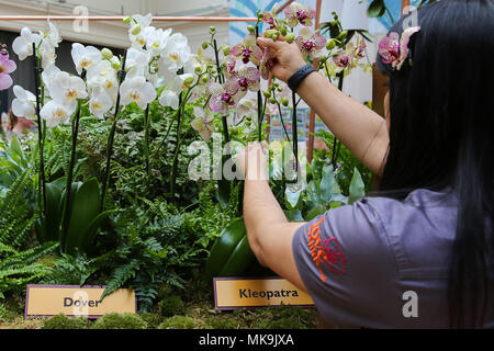 Le persone che frequentano il Royal Horticultural Society (RHS) London Orchid mostra e Fiera di piante di Westminster che mette in mostra alcuni dei migliori impianti a molla visualizza, un abbondanza di orchids esotici e la possibilità di visualizzare in anteprima esclusiva di RHS Chelsea Flower Show 2018. Dotato di: atmosfera, vista in cui: Londra, Regno Unito quando: 06 Apr 2018 Credit: Dinendra Haria/WENN Foto Stock