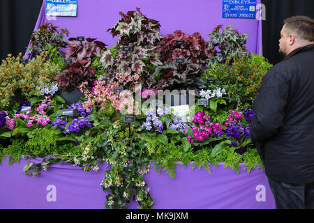 Le persone che frequentano il Royal Horticultural Society (RHS) London Orchid mostra e Fiera di piante di Westminster che mette in mostra alcuni dei migliori impianti a molla visualizza, un abbondanza di orchids esotici e la possibilità di visualizzare in anteprima esclusiva di RHS Chelsea Flower Show 2018. Dotato di: atmosfera, vista in cui: Londra, Regno Unito quando: 06 Apr 2018 Credit: Dinendra Haria/WENN Foto Stock