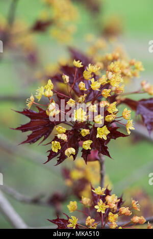 Acer platanoides 'Goldsworth viola'. Norvegia acero fioritura in primavera Foto Stock