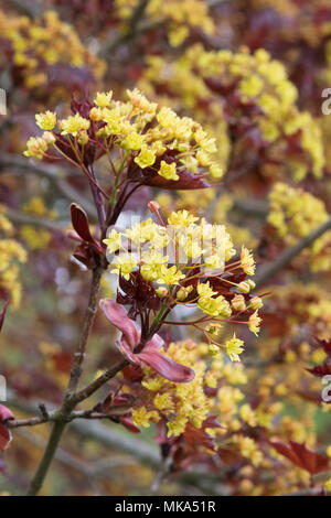 Acer platanoides 'Goldsworth viola'. Norvegia acero fioritura in primavera Foto Stock