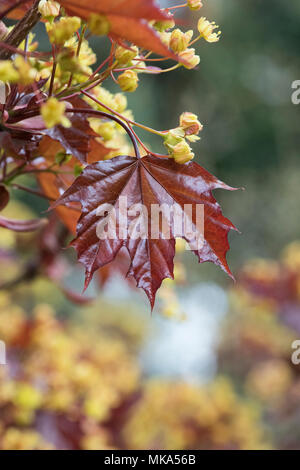 Acer platanoides 'Goldsworth viola'. Norvegia acero fioritura in primavera Foto Stock