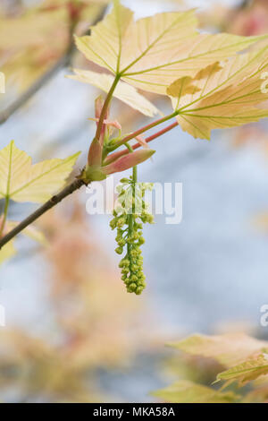 Acer Pseudoplatanus Brilliantissimum. Sycamore Brilliantissimum flowering in spring. England Foto Stock