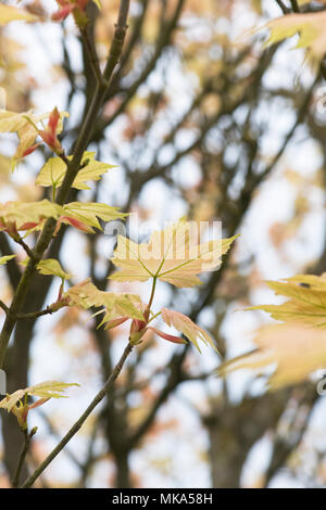 Acer pseudoplatanus Brilliantissimum. Sycamore Brilliantissimum foglie in primavera. Inghilterra Foto Stock