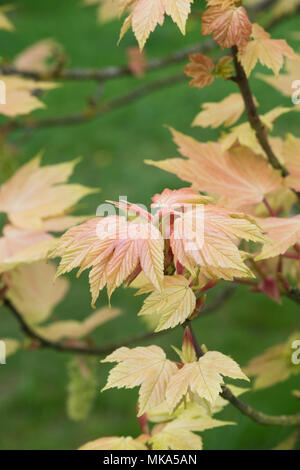 Acer pseudoplatanus Brilliantissimum. Sycamore Brilliantissimum foglie in primavera. Inghilterra Foto Stock