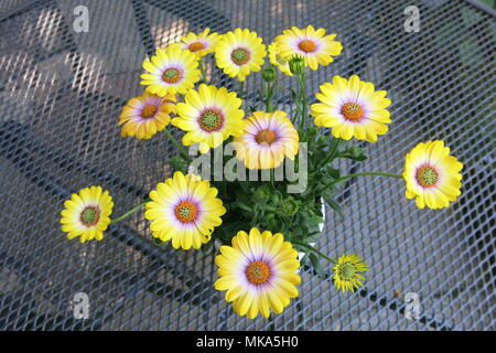 Questa piccola pentola di giallo brillante osteospermum ha catturato la mia attenzione quando si visita un giardino NGS su le vacanze di maggio. Foto Stock