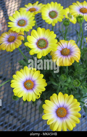 Questa piccola pentola di giallo brillante osteospermum ha catturato la mia attenzione quando si visita un giardino NGS su le vacanze di maggio. Foto Stock