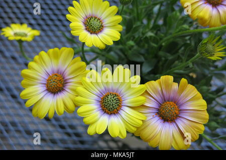 Questa piccola pentola di giallo brillante osteospermum ha catturato la mia attenzione quando si visita un giardino NGS su le vacanze di maggio. Foto Stock