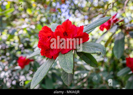 Capriate di fiori rossi di una pianta di Rhododendron Taurus in un giardino nell'Inghilterra meridionale durante maggio/ primavera, Regno Unito Foto Stock