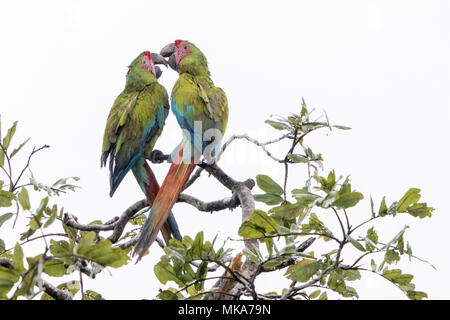 Grande green macaw Ara ambiguus coppia di uccelli interagire mentre appollaiato in cima di albero in pioggia in Costa Rica Foto Stock