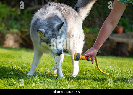 Un Siberian Husky cane il raffreddamento su un estati giorni dal clima caldo con una spruzzatura di acqua da un tubo da giardino in un giardino sul retro Foto Stock