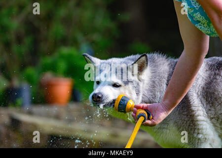 Un Siberian Husky cane il raffreddamento su un estati giorni dal clima caldo con una spruzzatura di acqua da un tubo da giardino in un giardino sul retro Foto Stock