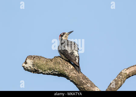 Nero-cheeked picchio pucherani Melanerpes adulto appollaiato sul ramo, Costa Rica Foto Stock