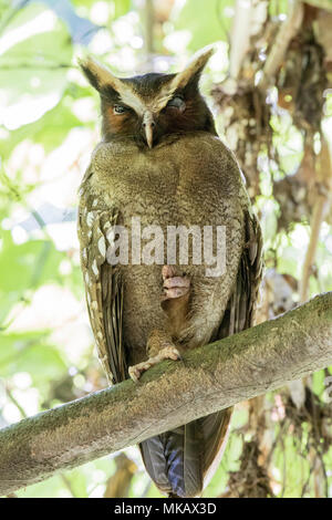 Crested owl Lophostrix cristata adulto appollaiato sul ramo a tempo di giorno posatoio in foresta, Costa Rica Foto Stock