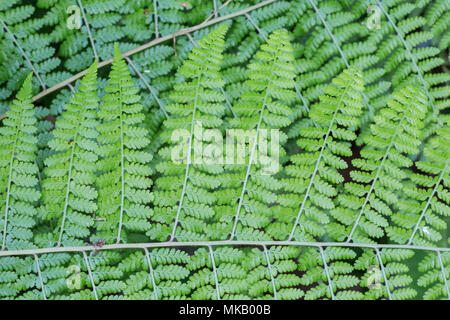 Fronde di felce in close up mostra disegno di foglie, Costa Rica Foto Stock