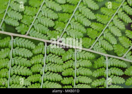 Fronde di felce in close up mostra disegno di foglie, Costa Rica Foto Stock