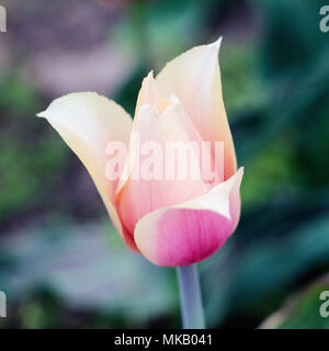 Giallo e rosa tulip. foto Foto Stock