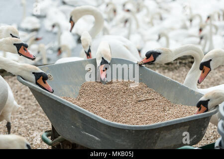 Abbotsbury Swannery nel Dorset, Regno Unito. Foto Stock