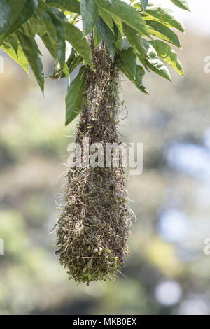 Castagne e intitolata oropendola Psarocolius wagleri appendere il nido in foresta, Costa Rica Foto Stock