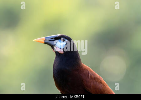 Montezuma oropendola Psarocolius montezuma mostrando fino in prossimità della testa e il becco di uccello adulto, Costa Rica Foto Stock